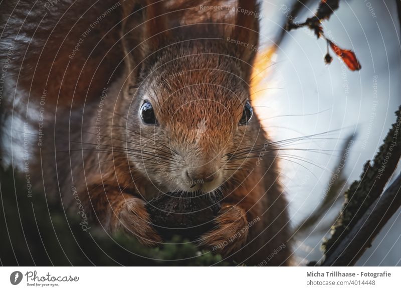 Fressendes Eichhörnchen in der Abendsonne Sciurus vulgaris Tiergesicht Kopf Auge Nase Ohr Pfote Krallen Fell Wildtier festhalten nah niedlich Baum