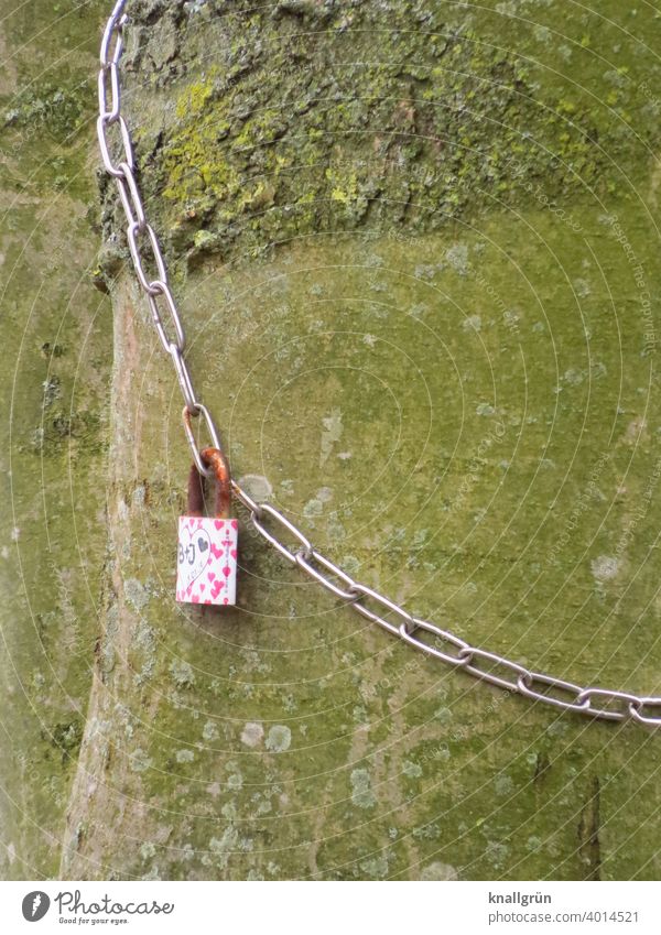 Liebesschloss an einer Kette um einen Baum geschlungen alter Baum Romantik Außenaufnahme Treue Vorhängeschloss Verliebtheit rostig Baumstamm Farbfoto Gefühle