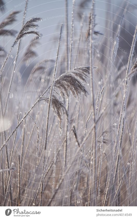 Raureif auf Schilf Frost frostig Schilfrohr Winter kalt Natur Pflanze Außenaufnahme gefroren Menschenleer frieren Kälte winterlich Eiskristall Schilfgras