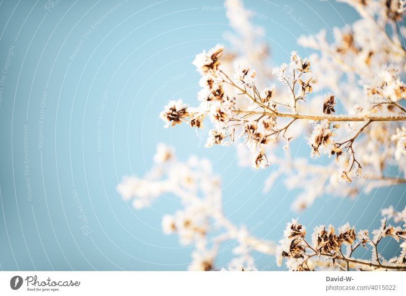 Pflanzen bei kälte in Winter mit Raureif überzogen Frost kalt kühl winterlich Winterstimmung frostig weiß frieren eisig eingefroren