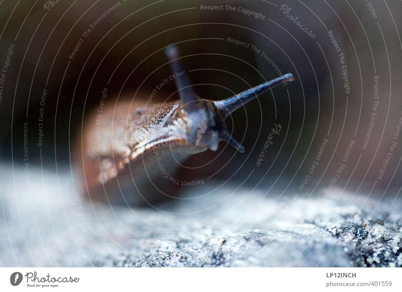 le Schnecke Sommer Garten Tier 1 Blick Ekel Freundlichkeit klein nackt Natur langsam Fühler Nacktschnecken Umwelt krabbeln Schleim schleimig Spuren Schleimspur