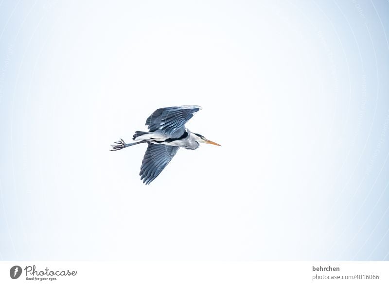 freitag! gib her den fisch!!! elegant fantastisch Schnabel Außenaufnahme Himmel oben Wildtier Tier Umwelt grau Farbfoto hübsch Tierporträt Flügel Natur Federn