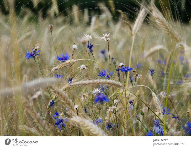 Gerstenfeld mit Blümchen Feld Sommer Getreide Natur Kornfeld Nutzpflanze Mohnblume Unschärfe Kornblume Getreidefeld Landwirtschaft Ähren ökologisch