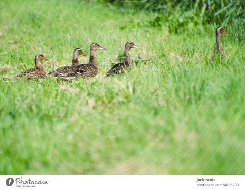 Entenmarsch im hohen Gras Tier Vogel Natur Tierwelt Wildtier niedlich Wiese Tierverhalten authentisch Tiergruppe Tierjunges Sommer Jungvogel