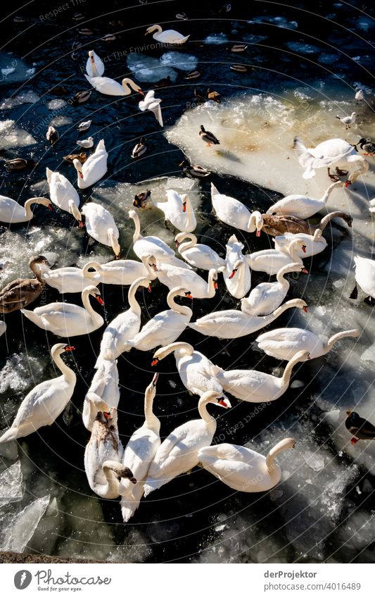 Schwäne im Sonnenlicht auf dem Landwehrkanal im Winter mit Schollen II Vogelbeobachtung Vogelperspektive Hauptstadt Schwan Winterstimmung Kälte Eis Kanal