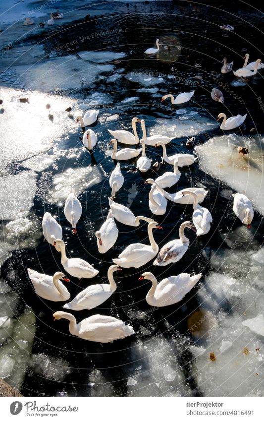 Schwäne im Sonnenlicht auf dem Landwehrkanal im Winter mit Schollen I Vogelbeobachtung Vogelperspektive Hauptstadt Schwan Winterstimmung Kälte Eis Kanal