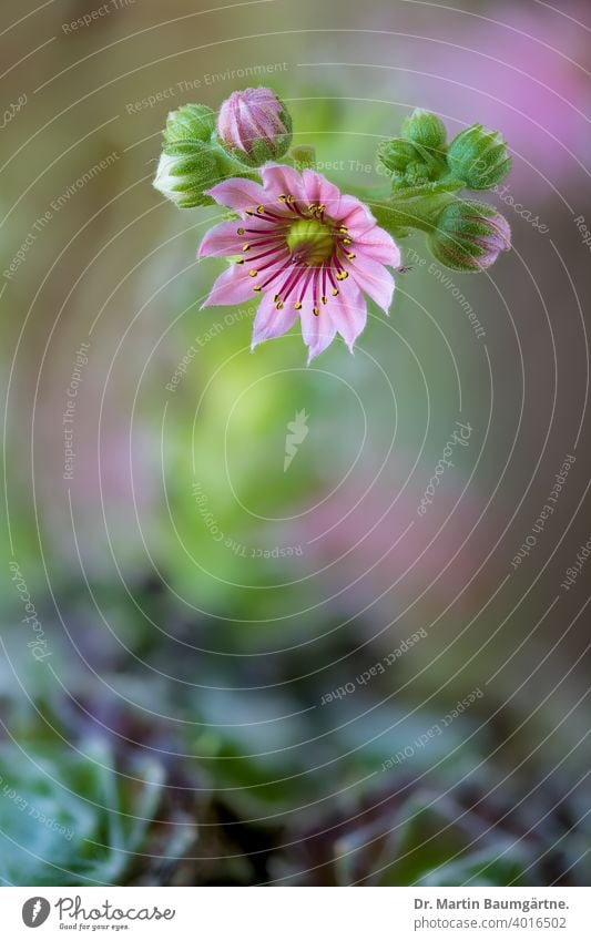 Blühend Sempervivum arachnoideum Blume Blütezeit Spinnennetz Hauswurz Crassulaceae Sukkulente Rosetten mehrjährig alpin Nahaufnahme