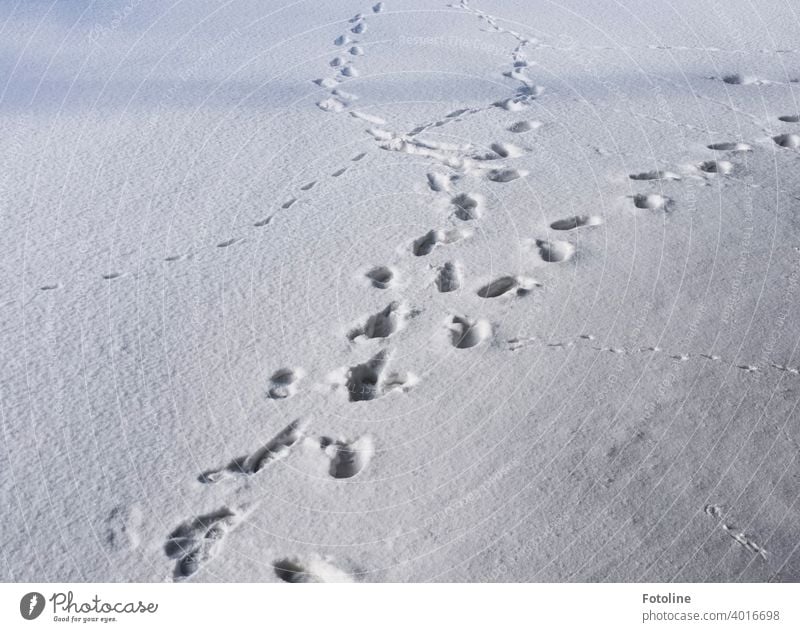 Spuren im Schnee VI. Vöglein, Katzen, Mäuse und Fotoline. Alle hinterließen ihre Fußabdrücke im Schnee. Schneedecke Fußspuren Winter kalt Schneespur weiß