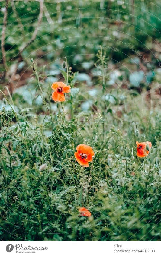 Roter Mohn in der grünen Wiese Mohnblumen Klatschmohn rot Feld Frühling blühen Blumen Sommer Blumenwiese Blühend Gras Wiesenblume frühlingswiese