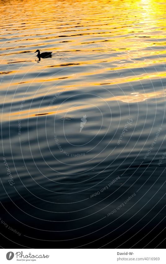 Silhouette einer Ente die bei Sonnenuntergang auf dem Wasser schwimmt See Schwimmen Muster Kunst Künstlerisch Gemälde Tier Bewegung Meer stimmungsvoll