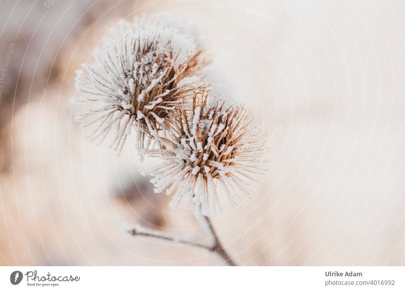 Raureif an verblüten Disteln Rauhreif Winter Schnee Verblüht Trauer Trauerkarte Eis Kalt Frost Natur kalt Pflanze Außenaufnahme Farbfoto Menschenleer weiß