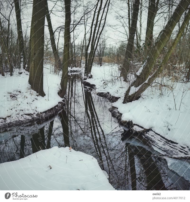 Abzweig Umwelt Natur Landschaft Pflanze Wasser Winter Baum Wald Idylle Bach ruhig Windstille friedlich Zweige u. Äste Kurve Farbfoto Außenaufnahme