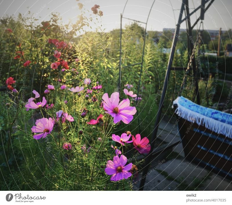 Wimmelbild Garten Idylle ruhig leuchten Außenaufnahme Detailaufnahme Sonnenlicht Schatten Licht Menschenleer Gegenlicht Totale Hollywoodschaukel Schmuckkörbchen