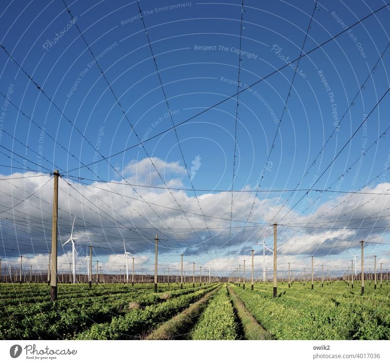 Hopfen und Malz verloren Hopfenfeld Landwirtschaft Farbfoto Außenaufnahme grün Natur Pflanze Nutzpflanze Landschaft Himmel Umwelt Sommer Wachstum Draht Masten