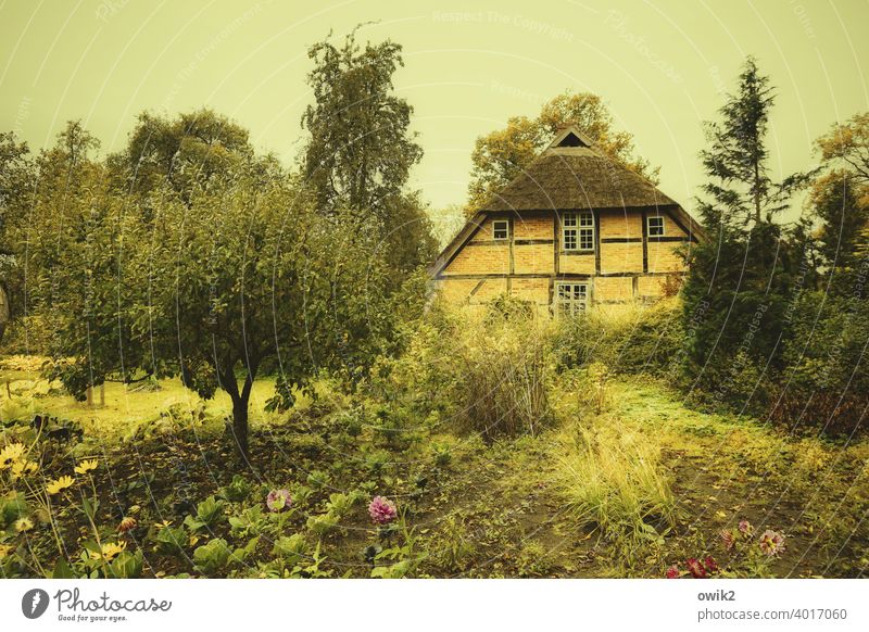 Garten mit Gelbstich Wiese Blume Gras Sträucher Pflanze Landschaft Schönes Wetter Baum natürlich Blühend Umwelt Natur mehrfarbig gelb Idylle Leben Lebensfreude