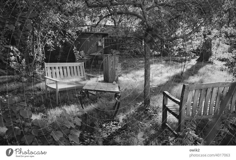 Geheimnisgarten Garten Idylle Gras Baum Bänke Gartentisch friedlich Sonnenlicht Wiese Tisch Herbst Außenaufnahme knorrig Baumstamm Sträucher Menschenleer Natur