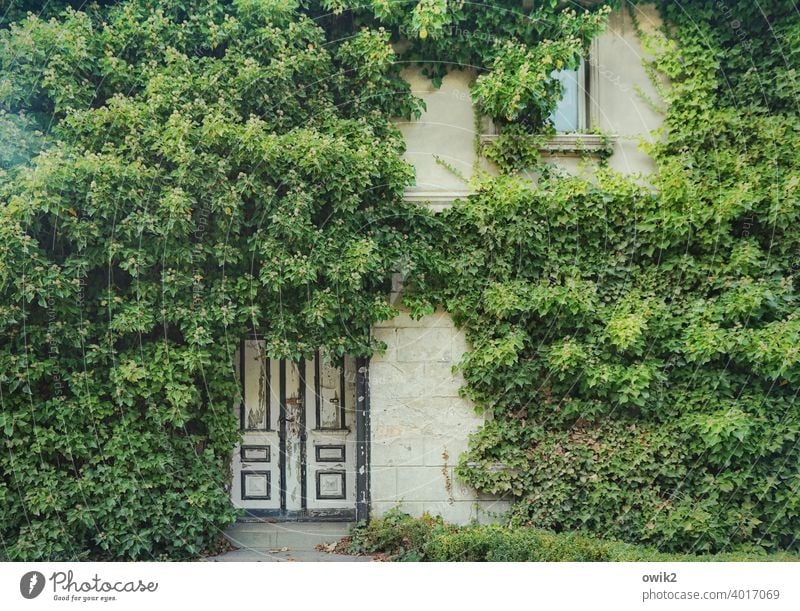 Naturbelassen Haus Zingst Mauer Wand Hecke Wildpflanze Pflanze Wandverkleidung Efeu Fassade Fenster Tür Wachstum gruselig Stadt stagnierend gewissenhaft