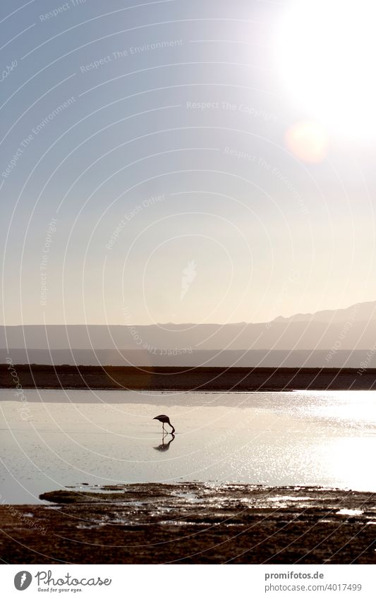 Ein Flamingo in der Atacama-Wüste in Chile, Südamerika. Foto: Alexander Hauk Tier tiere flamingo atacam wüste atacama-wüste südamerika chile außenaufnahme