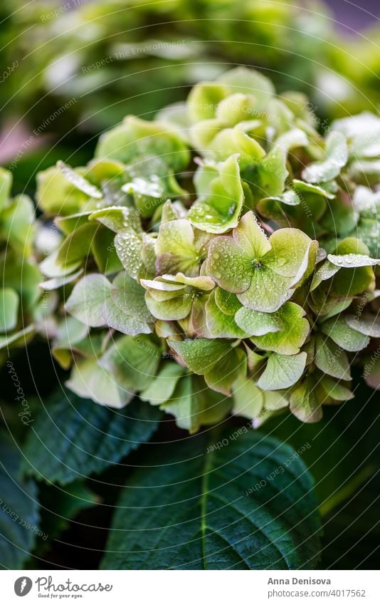 Grüne Hortensienblüten im Garten Blatt Blume Pflanze Buchse August Juli Blütezeit blau Postkarte Feier Nahaufnahme farbenfroh England Flora geblümt frisch grün