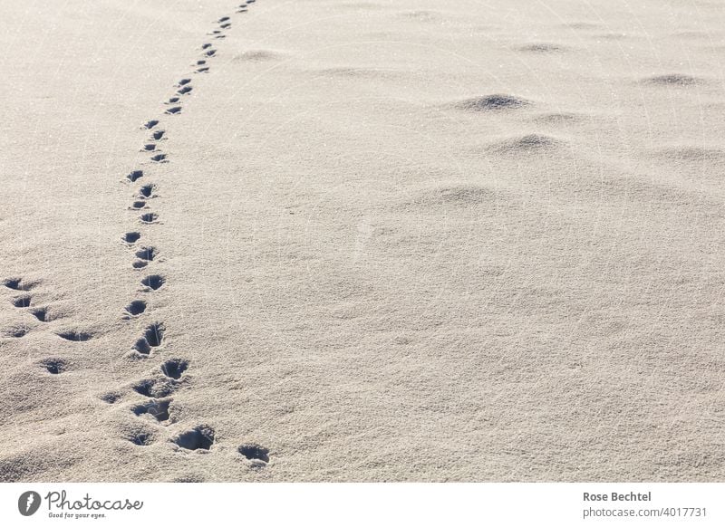 Spuren und Maulwurfshügel im Schnee Fährte Winter weiß Menschenleer Schneespur Natur Schneedecke Außenaufnahme Wege & Pfade kalt Tag Farbfoto Schneelandschaft