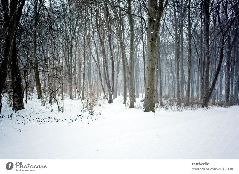 Winter im Großen Tiergarten abend baum berlin deutschland dämmerung eis feierabend hauptstadt kalt menschenleer mitte neuschnee park schneedecke stadtpark