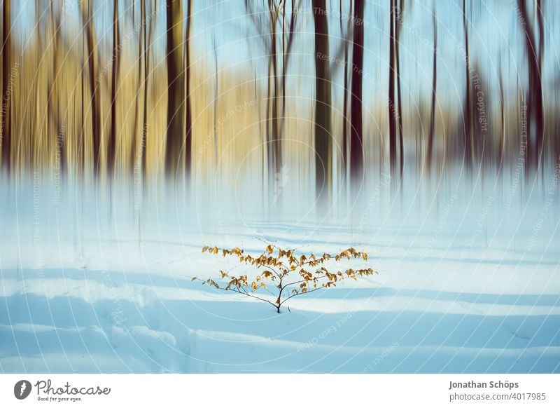 Busch im Schnee vor Winterwald mit Bewegungsunschärfe Blätter Februar Jahreszeit Muster Schatten Wald abstrakt bewegungsunschärfe experimentell kalt Baum Natur