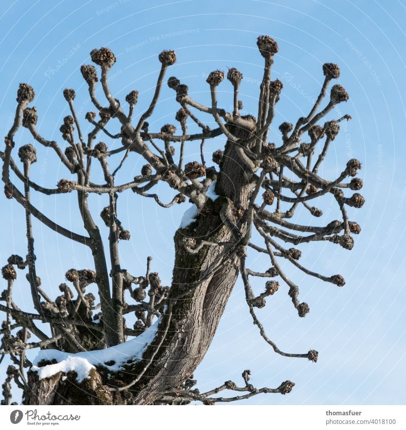 beschnittener Baum mit Kugelenden im Winter Himmel blau Wolken Baumschnitt Baumnarben Schnee Ast