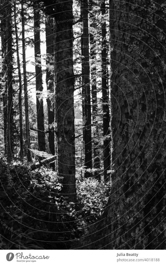 Wald an der Pazifikküste in Oregon; Bäume mit Moos Nadelbaum Natur Regenwald Oregano USA Umwelt Umweltschutz Landschaft Forstwirtschaft Nadelwald Außenaufnahme