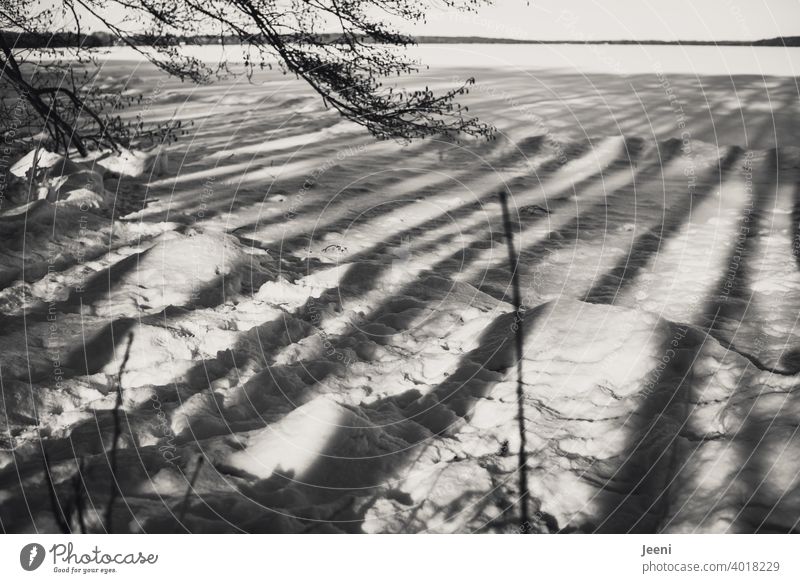 Schattenwurf der Bäume bei tiefstehender Sonne auf den zugefrorenen und schneebedeckten See Schattenspiel Schattenseite Baum Seeufer Winter Schnee