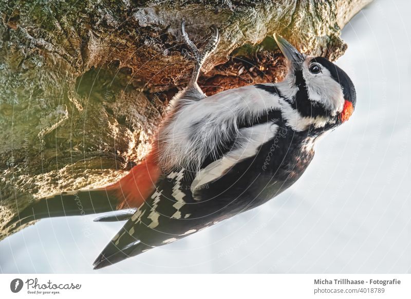 Buntspecht am Baumstamm Dendrocopos major Specht Tiergesicht Auge Schnabel Kopf Flügel Krallen gefiedert Feder Vogel Wildtier hängen Blick Tierporträt Natur