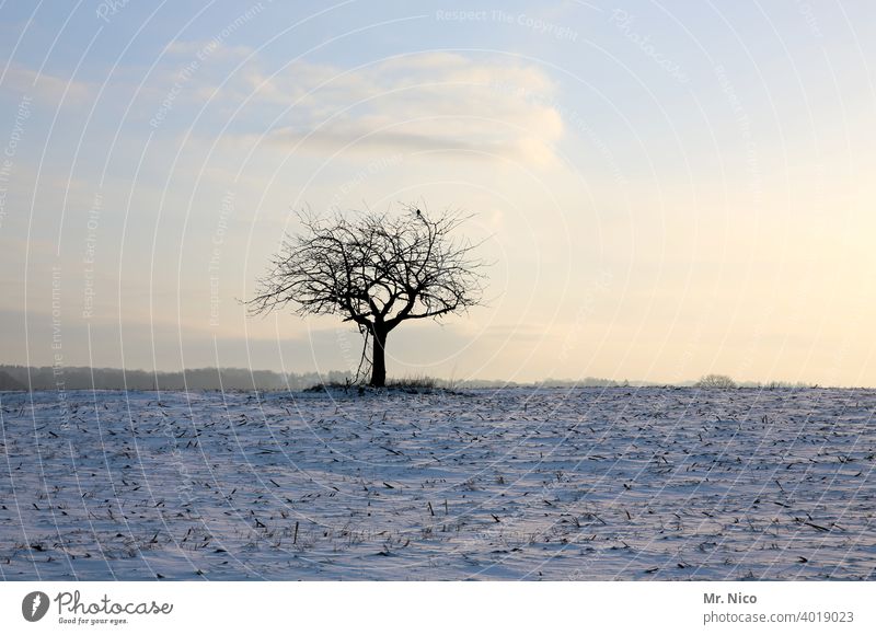 Wintertag Baum Natur Himmel Landschaft Feld Umwelt Schnee weiß Winterlandschaft gefroren stille Idylle Raureif Acker Winterstimmung Schneelandschaft