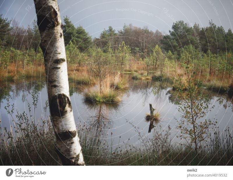 Sumpfland Baum Wasser Herbst Horizont Moor Sträucher Gras Naturschutzgebiet Ferne Lüneburger Heide Pietzmoor Seeufer Panorama (Aussicht) Tag Himmel Wolken