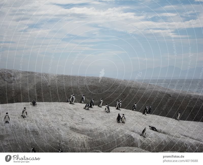 Gruppe von Pinguinen nahe Kapstadt in Südafrika. Foto: Alexander Hauk pinguine tier tiere südafrika brillenpinguin himmel wolken außenaufnahme querformat felsen