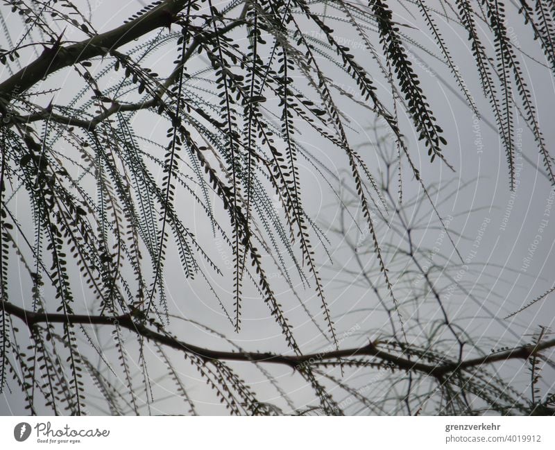 Farnenbaum Baum Baumstamm Blätter Ast Monochrom Zweige u. Äste Laubbaum Laubwerk