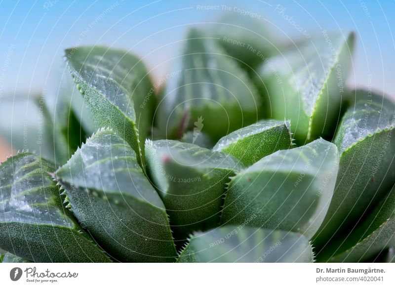 Haworthia magnifica aus Südafrika Sukkulente Varieté acuminata in der Nähe des Flusses Gouritz Rosette