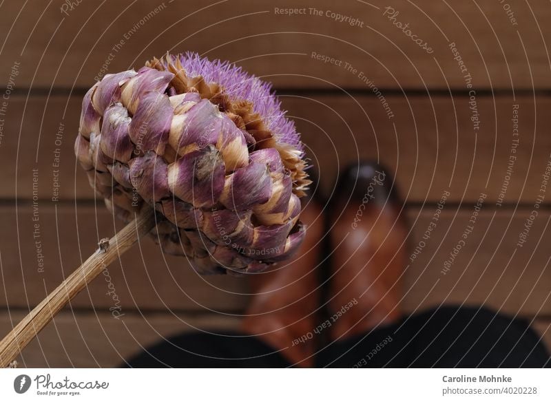 Frau in braunen Stiefeln auf einem Holzboden stehend hält eine gedörrte Artischockenblüte in der Hand Nahaufnahme Farbfoto Pflanze Lebensmittel