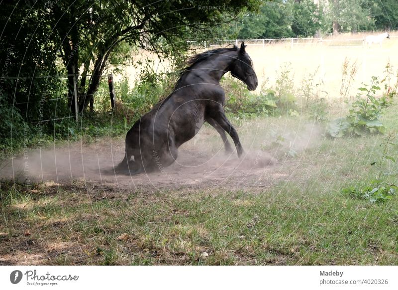 Ein Reitpferd wälzt sich im Staub auf seiner Weide im Sommer in Asemissen bei Bielefeld im Ostwestfalen-Lippe Pferd Wiese Natur Jahreszeit Dreck Schatten Heimat