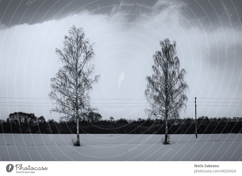 zwei Birken und Stromleitung, große weiße Wolke im Hintergrund, nördliche Winterlandschaft in Lettland Schnee Landschaft Natur Wald Himmel Bäume Wasser Baum