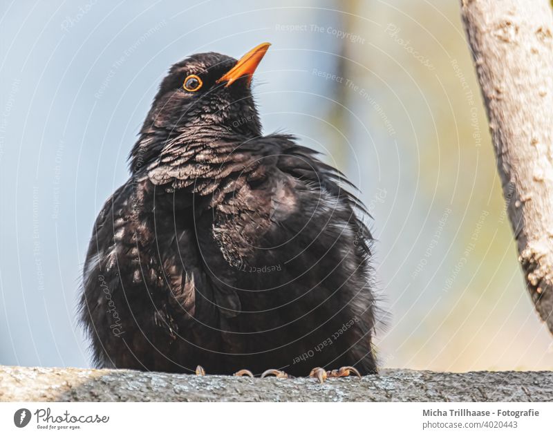 Aufgeplusterte Amsel im Sonnenschein Turdus merula Tierporträt Tiergesicht Kopf Schnabel Auge Feder Flügel Vogel Wildtier Natur aufgeplustert beobachten