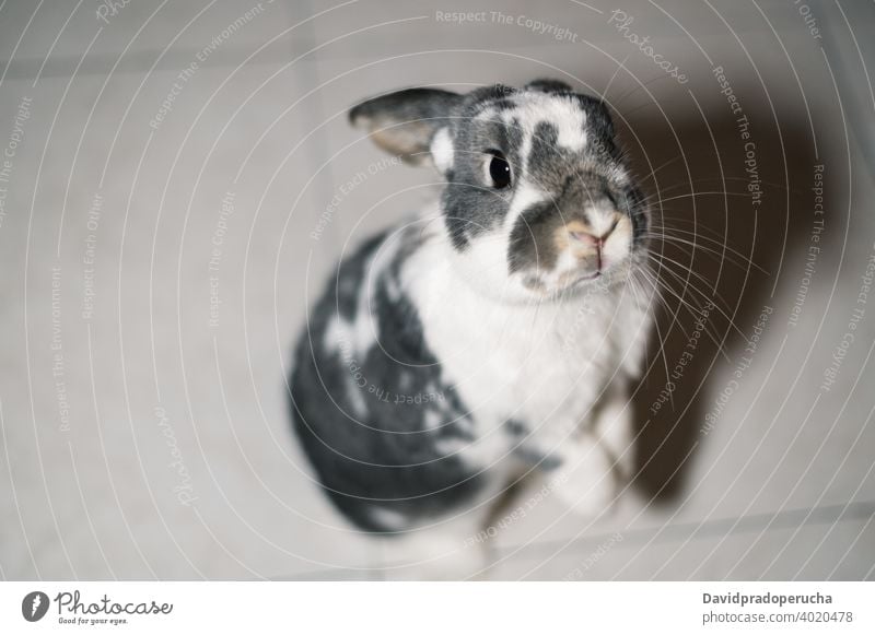 Nettes Kaninchen sitzt auf dem Boden Haustier Tier niedlich lustig Hase Fleck bezaubernd heimisch Fauna Fussel wenig süß Begleiter Kreatur züchten Maul