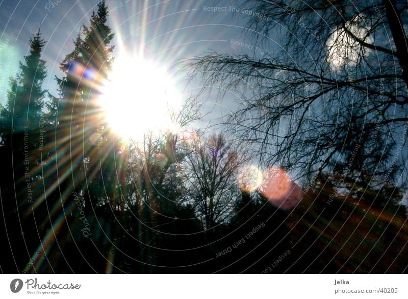 Wintersonne Sonne Schnee Baum Klima Tanne Farbfoto Licht Sonnenlicht Sonnenstrahlen Gegenlicht