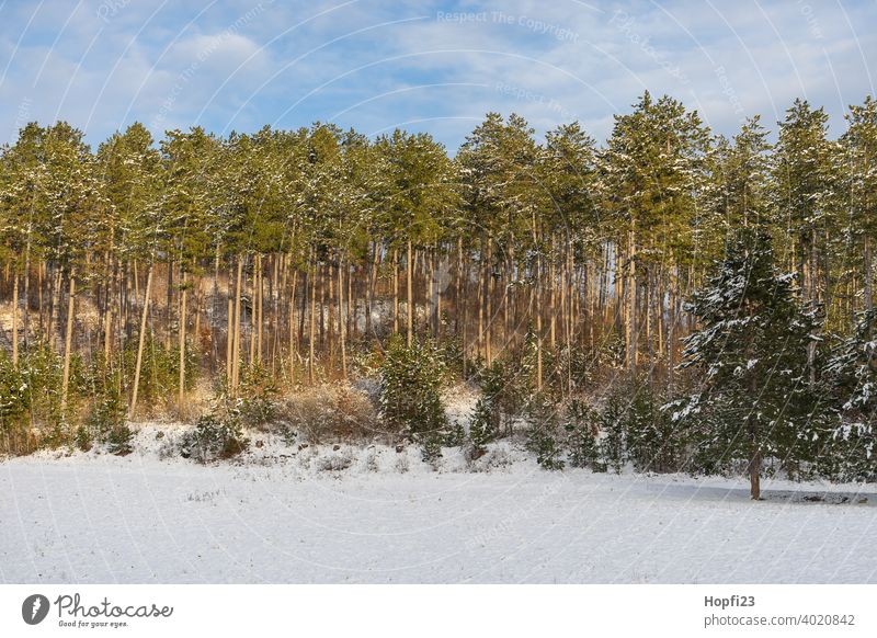 Verschneide Winterlandschaft weiß Landschaft Natur Nahaufnahme ländlich Feld Ackerland Schnee Sonne Sonnenschein Abendsonne kalt Himmel Baum Frost Außenaufnahme