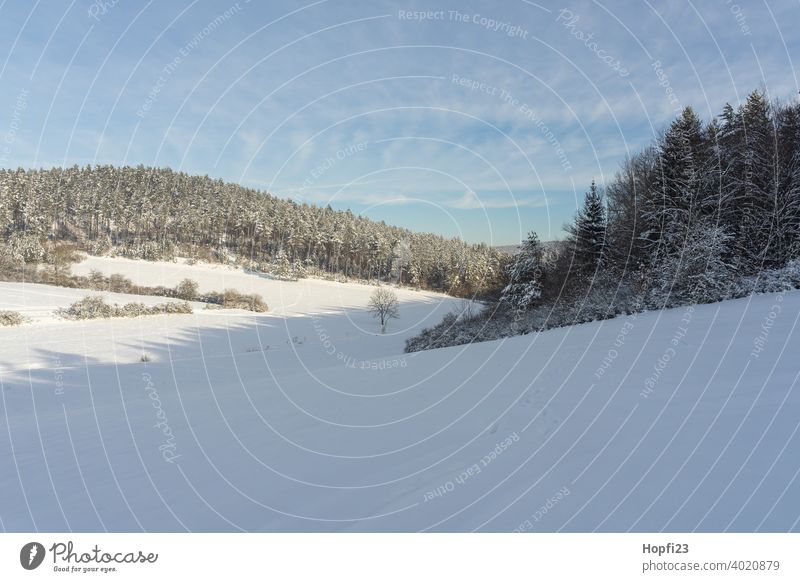 Verschneide Winterlandschaft weiß Landschaft Natur Nahaufnahme ländlich Feld Ackerland Schnee Sonne Sonnenschein Abendsonne kalt Himmel Baum Frost Außenaufnahme