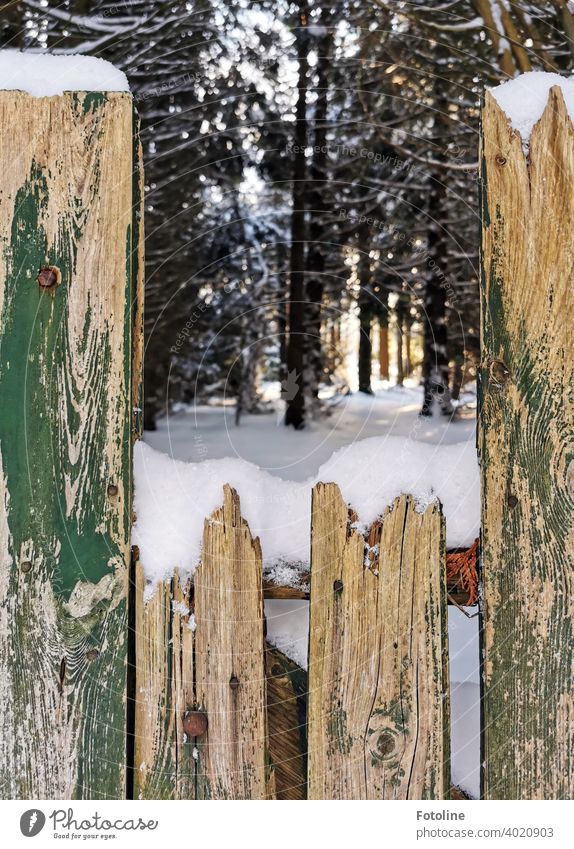 Hinter diesem alten, verwitterten Zaun liegt das verschneite Winterwunderland Winterlandschaft Schnee weiß kalt Natur Landschaft Schneelandschaft Winterstimmung