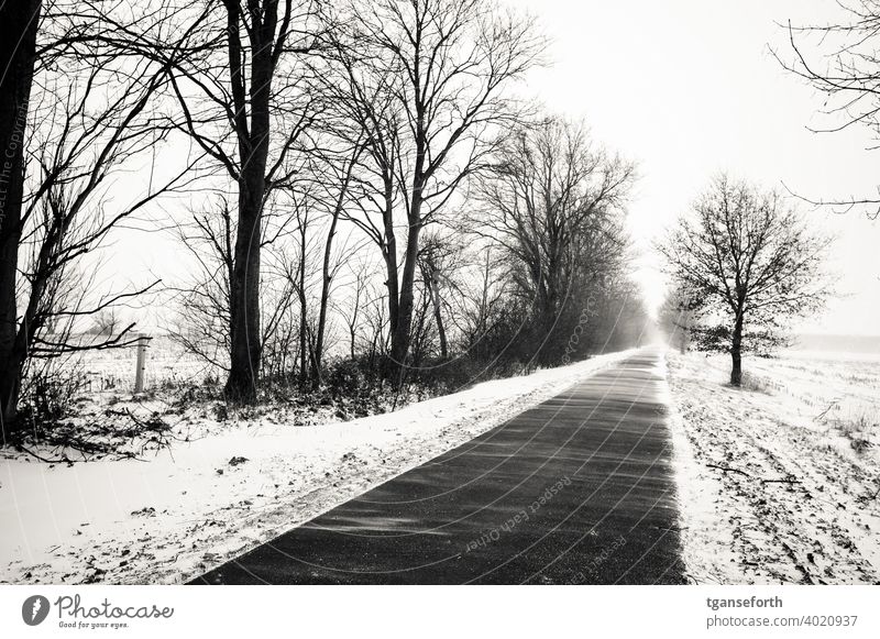 Schneeverwehungen Winter schneeverwehungen Schneesturm stasse Außenaufnahme Schneefall kalt Unwetter Sturm Baum Frost Wetter Menschenleer Schneelandschaft