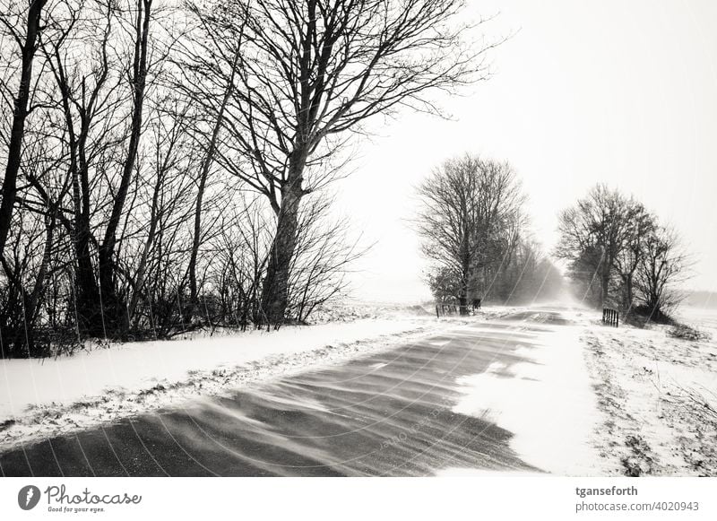 Schneeverwehungen Winter schneeverwehungen Schneesturm stasse Außenaufnahme Schneefall kalt Unwetter Sturm Baum Frost Wetter Menschenleer Schneelandschaft