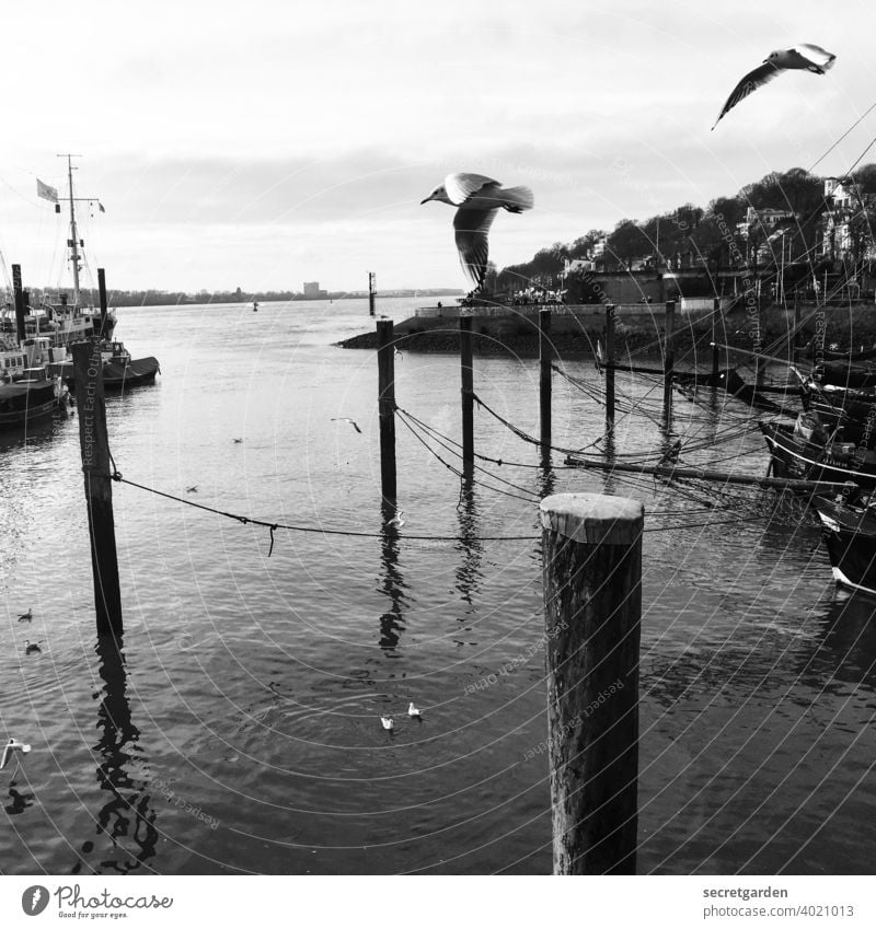 Achtung, Vögel von rechts! Vogel Elbe Hamburg Hafen Anlegestelle Hamburger Hafen Fluss Schwarzweißfoto Wasser Schifffahrt Menschenleer Wasserfahrzeug Verkehr