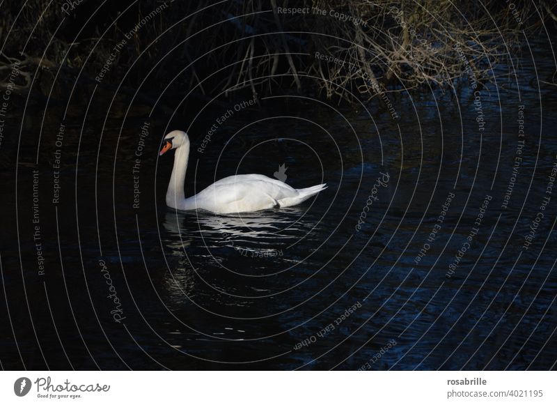 ein Schwan macht noch keinen Sommer See Bach Wasser schwimmen dunkel beleuchtet Vogel Reflexion & Spiegelung Natur Im Wasser treiben Teich Schwimmen & Baden