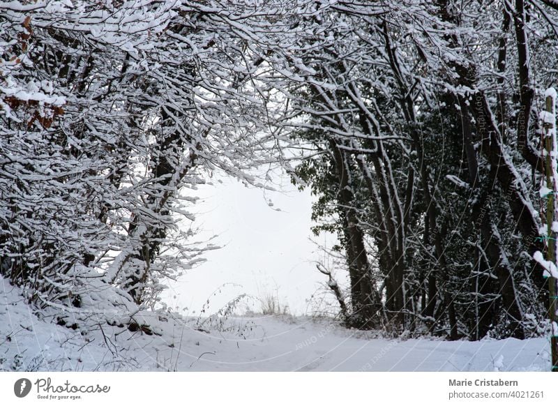 Schneebedeckte Straße, die zum Wald führt ätherisch Wald im Winter Dezember Wintersaison Winterlandschaft schneebedeckt Straße zum Wald keine Menschen kalt