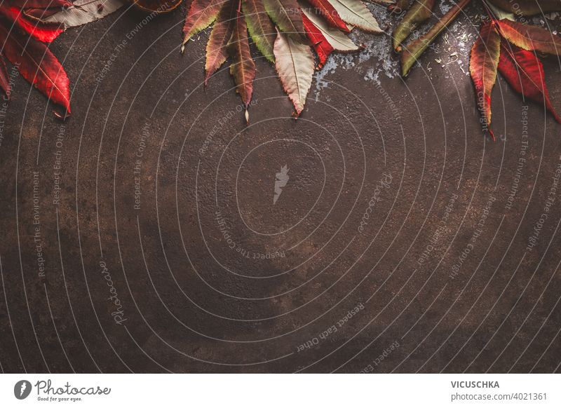 Dunkler Herbsthintergrund mit rotem Herbstlaubrand. Ansicht von oben dunkel Hintergrund Borte Draufsicht Hälfte Kürbis Rahmen Natur Design rustikal Blatt